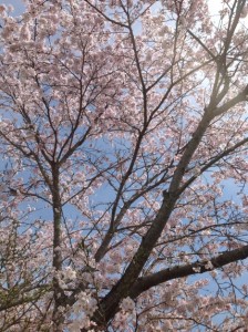 いだい清風園の桜1
