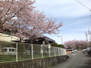 いだい清風園の桜2