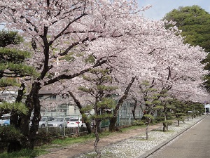 桜の写真