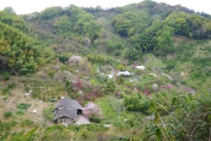 桜がきれいな山里