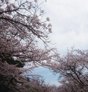 満開の桜