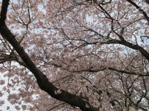 桜の写真1