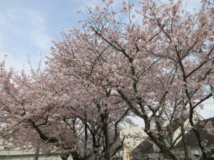 桜の写真2