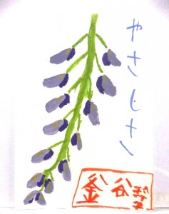 絵手紙　藤の花