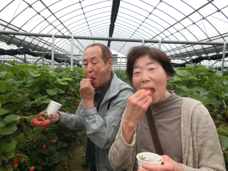 いちご狩りの様子