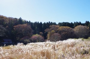 龍神平のススキ