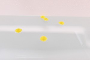 菊の花を湯船に浮かばせている写真
