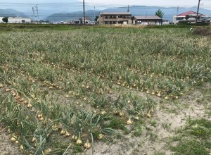 玉ねぎ１
