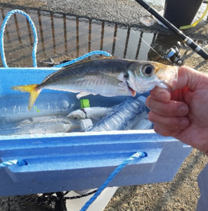釣り2